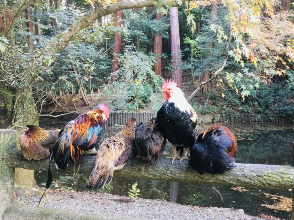 ⛩️ 이소노카미 신궁 (石上神宮)